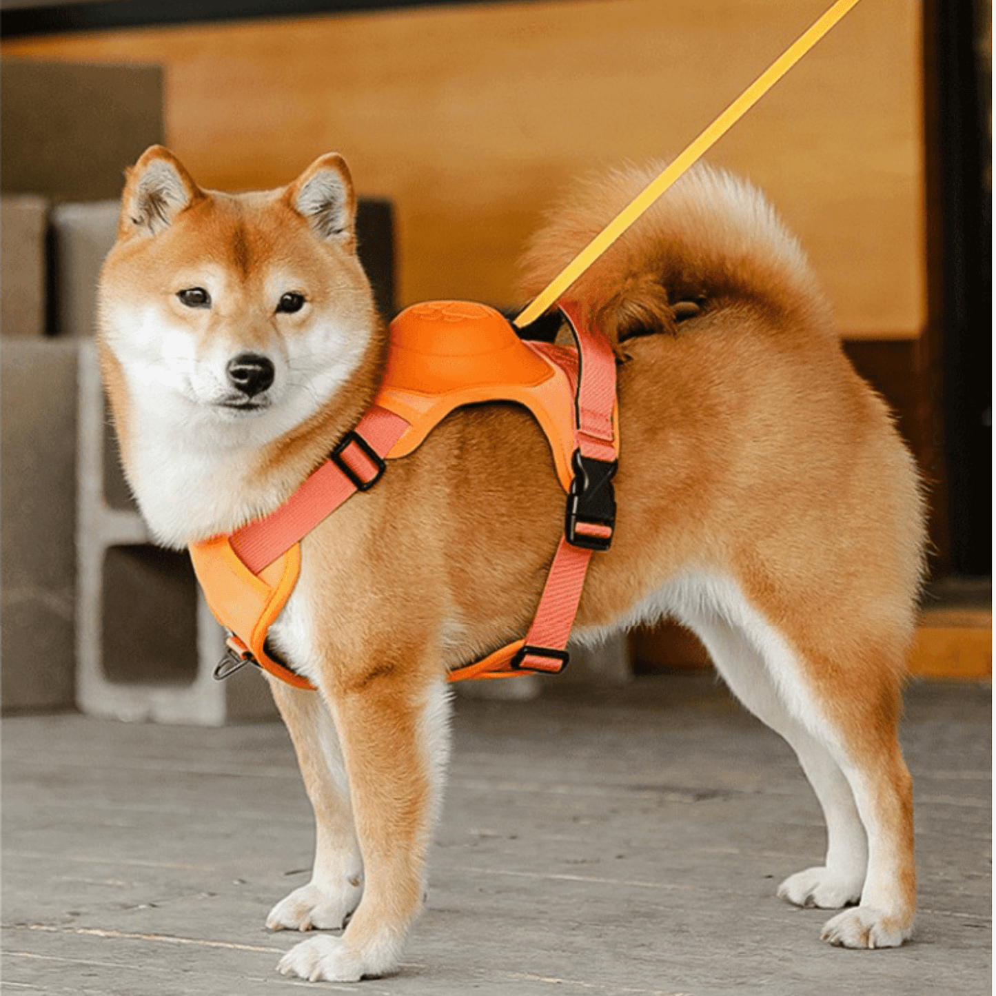 Anti-Zieh Hundegeschirr mit Leine