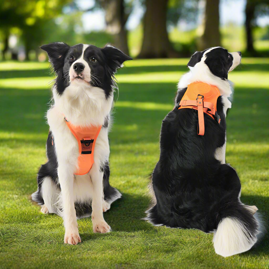 Anti-Zieh Hundegeschirr mit Leine